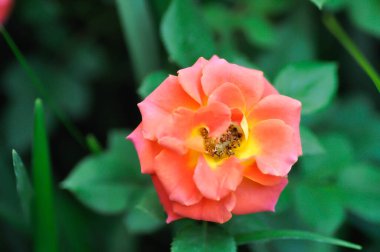 Briosa gülü, portakal gülü veya bahçe gülü, zaide gülü veya William Christie Rose veya Mary Rose veya Rosa Damascena Mill veya Rose veya Damask gülü veya Rosaceae veya portakal çiçeği