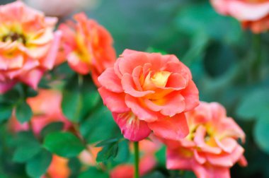 Briosa gülü, portakal gülü veya bahçe gülü, zaide gülü veya William Christie Rose veya Mary Rose veya Rosa Damascena Mill veya Rose veya Damask gülü veya Rosaceae veya portakal çiçeği