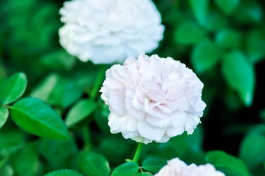 Rosa Great Maidens Blush veya briosa gülü, portakal gülü veya bahçe gülleri veya zaide gülü veya William Christie Rose veya Mary Rose veya Rosa Damascena Mill veya Rose veya Damask gülü veya Rosaceae veya beyaz gül veya beyaz çiçek