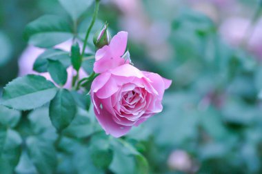 Pembe gül veya bahçe gülleri, zaide gülleri veya William Christie Rose veya Mary Rose veya Rosa Damascena değirmeni veya Rose veya Damask gülü veya Rosaceae veya menekşe çiçeği veya mor çiçekler