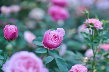 Pembe gül veya bahçe gülleri, zaide gülleri veya William Christie Rose veya Mary Rose veya Rosa Damascena değirmeni veya Rose veya Damask gülü veya Rosaceae veya menekşe çiçeği veya mor çiçekler