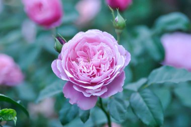 Pembe gül veya bahçe gülleri, zaide gülleri veya William Christie Rose veya Mary Rose veya Rosa Damascena değirmeni veya Rose veya Damask gülü veya Rosaceae veya menekşe çiçeği veya mor çiçekler
