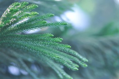 Araucaria cunninghamii, Araucaria heterophylla veya Araucaria heterophylla Salisb Franco veya Araucariaeae veya Hoop pine veya Pine Hanesi veya Norfolk Adası Çamı veya bahçede çam ağacı