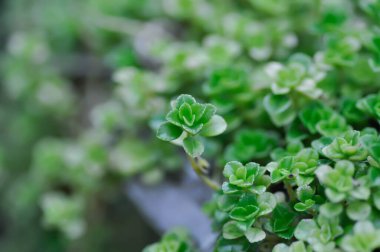Bahçede minyatür Peperomia veya Pilea depressa, dağcı fabrikası veya Topçu Fabrikası veya Barut Fabrikası