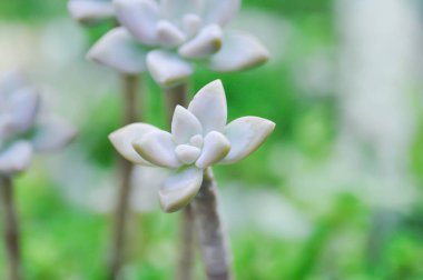 Kalanchoe, Kalanchoideae veya Crassulaceae veya K blossfeldiana veya Magnoliophyta veya sulu bitkiler