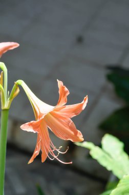 Hippeastrum puniceum, Barbados zambağı veya AMARYLLIDACEAE çiçekleri
