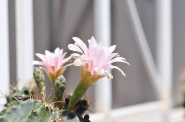 Gymnocalycium, Gymnocalycium mihanovichii veya gymnocalycium mihanovichii çiçekleri veya kaktüs çiçekleri ile çeşitlendirilmiş.