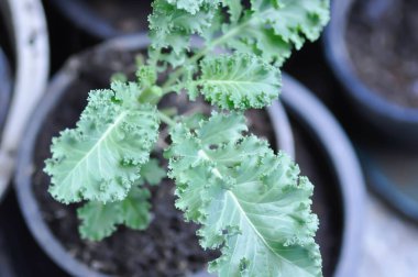 Saksıda Kale, Brassika Oleracea veya Brassica Oleracea bitkisi var.