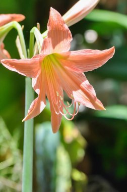 Hippeastrum puniceum, Barbados zambağı veya AMARYLLIDACEAE çiçekleri
