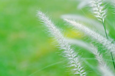 Çin fıskiyesi otu veya Çeşme Çimeni veya Çin pennisetumu veya Cüce çeşmesi otu veya tilki kuyruğu fıskiyesi çimeni, Pennisetum veya Poaceae bitkisi bahçede.