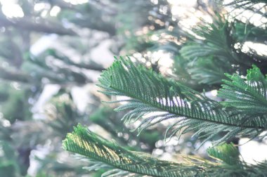 Araucaria cunninghamii, Araucaria heterophylla veya Araucaria heterophylla Salisb Franco veya Araucariaeae veya Hoop pine veya Pine Hanesi veya Norfolk Adası Çamı veya bahçede çam ağacı