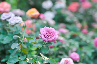Pembe gül veya bahçe gülleri, zaide gülleri veya William Christie Rose veya Mary Rose veya Rosa Damascena değirmeni veya Rose veya Damask gülü veya Rosaceae veya menekşe çiçeği veya mor çiçekler