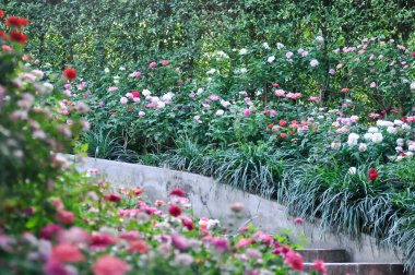 Pembe gül veya bahçe gülleri, zaide gülü veya William Christie Rose veya Mary Rose veya Rosa Damascena Mill veya Rose veya Damask gülü veya çiçekleri