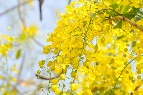 Altın duş, Cassia fistülü ya da puding pipo ağacı ya da Cassia fistül keteni ve gökyüzü arka planı