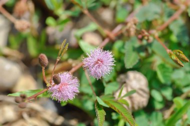 Hassas bitki, Shameplant veya Uyuyan ot veya Mimosa hispidula Kunth veya Mimosa pudica L çiçeği veya ot çiçeği