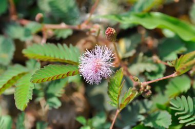 Hassas bitki, Shameplant veya Uyuyan ot veya Mimosa hispidula Kunth veya Mimosa pudica L çiçeği veya ot çiçeği