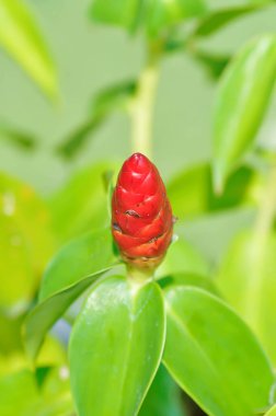 Costus speciosus, Crape ginger veya Malay ginger veya Spiral flag veya Costus speciosus Cheilocostus speciosus, Costaceae veya Cane reed veya Crape ginger veya Malay ginger veya Spiral Flag veya Red Flowers