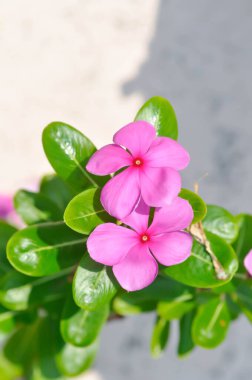 Ludwigia Adscendens, Batı Hindistan paeriwinkle veya bahçede pembe çiçek