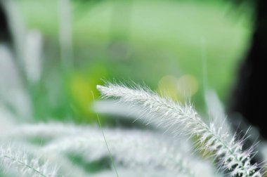 Çin fıskiyesi otu veya Çeşme Çimeni veya Çin pennisetumu veya Cüce çeşmesi otu veya tilki kuyruğu fıskiyesi çimeni, Pennisetum veya Poaceae bitkisi bahçede.