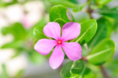 Ludwigia Adscendens, Batı Hindistan paeriwinkle veya bahçede pembe çiçek
