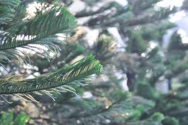 Araucaria cunninghamii, Araucaria heterophylla veya Araucaria heterophylla Salisb Franco veya Araucariaeae veya Hoop pine veya Pine Hanesi veya Norfolk Adası Çamı veya bahçede çam ağacı
