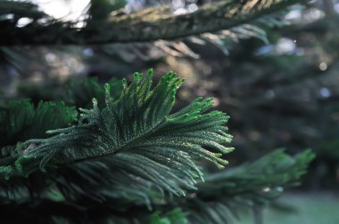 Araucaria cunninghamii, Araucaria heterophylla veya Araucaria heterophylla Salisb Franco veya Araucariaeae veya Hoop pine veya Pine Hanesi veya Norfolk Adası Çamı veya bahçede çam ağacı