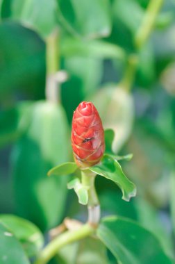 Costus speciosus, Crape ginger veya Malay ginger veya Spiral flag veya Costus speciosus Cheilocostus speciosus, Costaceae veya Cane reed veya Crape ginger veya Malay ginger veya Spiral Flag veya Red Flowers