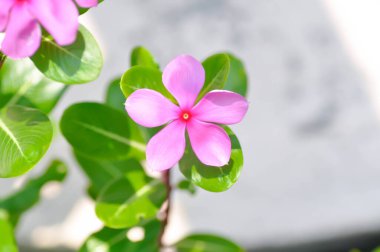 Ludwigia Adscendens, Batı Hindistan paeriwinkle veya bahçede pembe çiçek