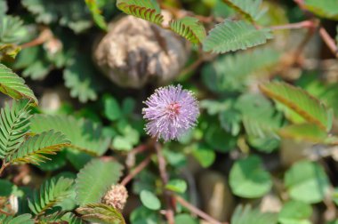 Hassas bitki, Shameplant veya Uyuyan ot veya Mimosa hispidula Kunth veya Mimosa pudica L çiçeği veya ot çiçeği
