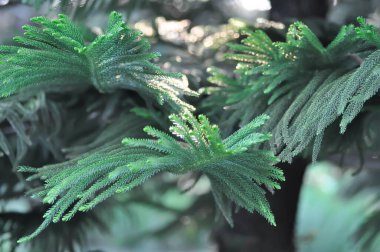 Araucaria cunninghamii, Araucaria heterophylla veya Araucaria heterophylla Salisb Franco veya Araucariaeae veya Hoop pine veya Pine Hanesi veya Norfolk Adası Çamı veya bahçede çam ağacı