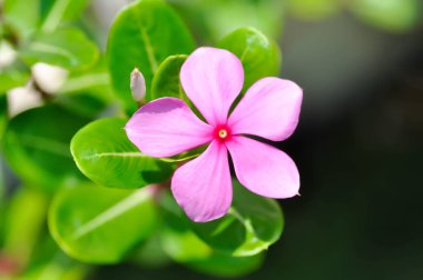 Ludwigia Adscendens, Batı Hindistan paeriwinkle veya bahçede pembe çiçek