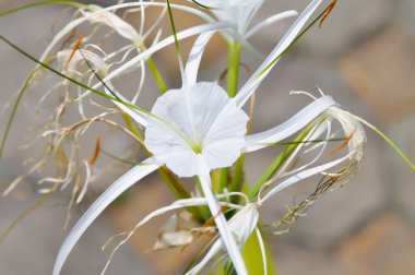 Beach Spider Lily, Giant Lily veya Hymenocallis littoralis veya Hymenocallis littoralis Salisb veya Spider Lily veya amiaryllidaceae veya White flower