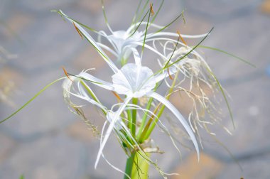 Beach Spider Lily, Giant Lily veya Hymenocallis littoralis veya Hymenocallis littoralis Salisb veya Spider Lily veya amiaryllidaceae veya White flower