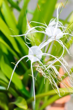 Beach Spider Lily, Giant Lily veya Hymenocallis littoralis veya Hymenocallis littoralis Salisb veya Spider Lily veya amiaryllidaceae veya White flower