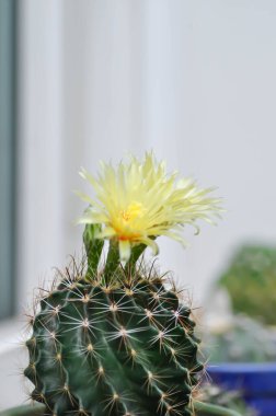 Thelocactus setispinus ya da Ferocactus hamatacanthus, Minyatür Fıçı Kaktüs çiçeği ya da çiçek saksısındaki sarı çiçek ya da kaktüs çiçeği