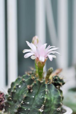 Gymnocalycium, Gymnocalycium mihanovichii ya da çiçek saksısında çiçek veya kaktüs çiçeğiyle çeşitlendirilmiş gymnocalycium mihanovichii.