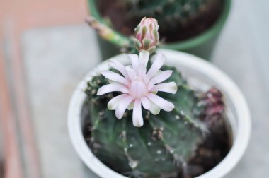 Gymnocalycium, Gymnocalycium mihanovichii ya da çiçek saksısında çiçek veya kaktüs çiçeğiyle çeşitlendirilmiş gymnocalycium mihanovichii.