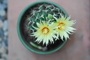 Thelocactus setispinus ya da Ferocactus hamatacanthus, Minyatür Fıçı Kaktüs çiçeği ya da çiçek saksısındaki sarı çiçek ya da kaktüs çiçeği