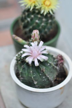 Gymnocalycium, Gymnocalycium mihanovichii ya da çiçek saksısında çiçek veya kaktüs çiçeğiyle çeşitlendirilmiş gymnocalycium mihanovichii.