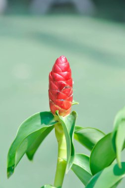 Costus speciosus, Crape ginger veya Malay ginger veya Spiral flag veya Costus speciosus Cheilocostus speciosus, Costaceae veya Cane reed veya Crape ginger veya Malay ginger veya Spiral Flag veya Red Flowers