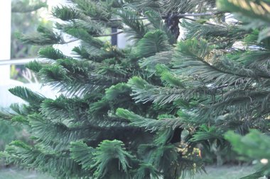 Araucaria cunninghamii, Araucaria heterophylla veya Araucaria heterophylla Salisb Franco veya Araucariaeae veya Hoop pine veya Pine Hanesi veya Norfolk Adası Çamı veya bahçede çam ağacı