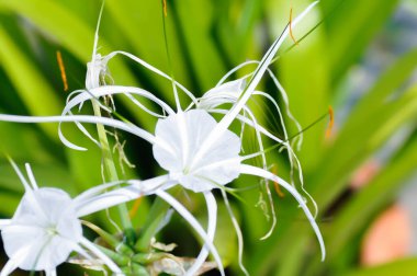 Beach Spider Lily, Giant Lily veya Hymenocallis littoralis veya Hymenocallis littoralis Salisb veya Spider Lily veya amiaryllidaceae veya White flower