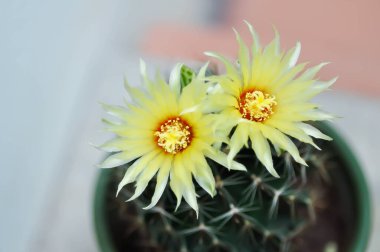 Thelocactus setispinus ya da Ferocactus hamatacanthus, Minyatür Fıçı Kaktüs çiçeği ya da çiçek saksısındaki sarı çiçek ya da kaktüs çiçeği