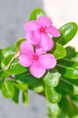 Ludwigia Adscendens, Batı Hindistan paeriwinkle veya bahçede pembe çiçek