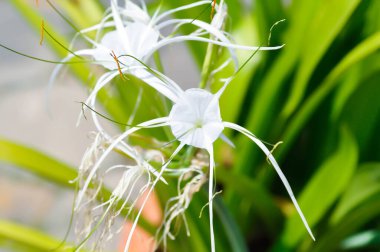 Beach Spider Lily, Giant Lily veya Hymenocallis littoralis veya Hymenocallis littoralis Salisb veya Spider Lily veya amiaryllidaceae veya White flower