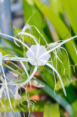 Beach Spider Lily, Giant Lily veya Hymenocallis littoralis veya Hymenocallis littoralis Salisb veya Spider Lily veya amiaryllidaceae veya White flower