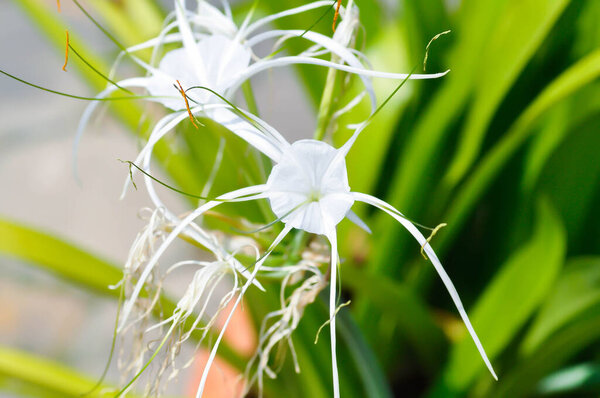 Beach Spider Lily, Giant lily or Hymenocallis littoralis or Hymenocallis littoralis Salisb or Spider lily or amaryllidaceae or white flower