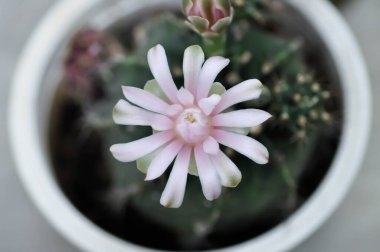 Gymnocalycium, Gymnocalycium mihanovichii ya da çiçek saksısında çiçek veya kaktüs çiçeğiyle çeşitlendirilmiş gymnocalycium mihanovichii.