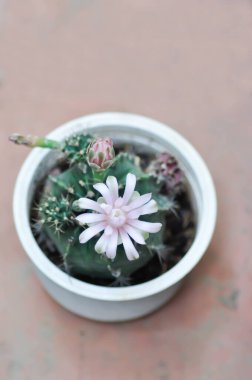 Gymnocalycium, Gymnocalycium mihanovichii ya da çiçek saksısında çiçek veya kaktüs çiçeğiyle çeşitlendirilmiş gymnocalycium mihanovichii.