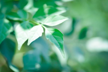 Mantar ağacı, Hint mantar ağacı veya Millingtonia hortensis Linn veya BIGNONIACEAE veya küçük mantar ağacı ve gökyüzü arkaplanı veya yaprak arkaplanı veya yaprakları